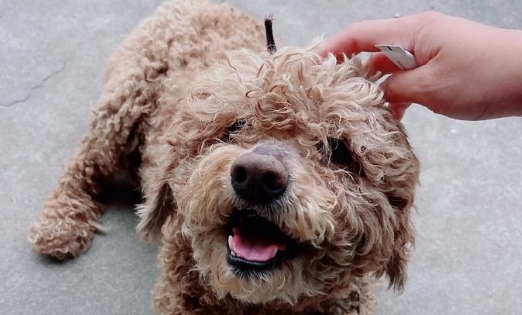 狗驱虫是空腹还是饭后 狗驱虫是空腹还是饭后