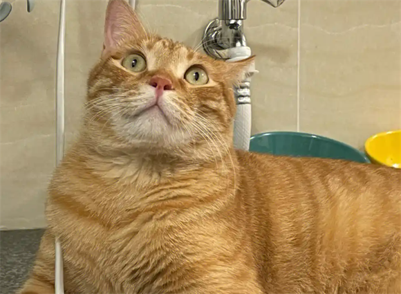 橘猫毛囊炎:被忽视的“黑下巴”藏着健康密码 橘猫毛囊炎:被忽视的“黑下巴”藏着健康密码