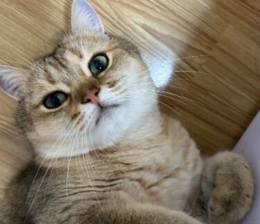 猫咪出现口臭，可能是哪些原因造成