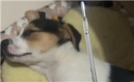 20天的奶狗感冒一直消瘦怎么办