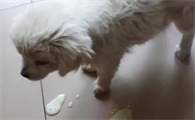 狗狗吐黄水应该吃什么药
