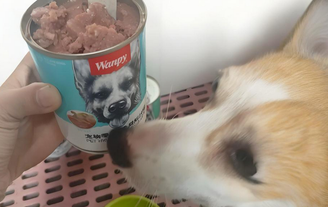 哪个狗罐头好?顽皮鲜肉罐头,守护狗狗健康的美味选择 哪个狗罐头好?顽皮鲜肉罐头,守护狗狗健康的美味选择