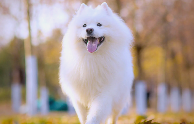 萨摩耶能长多大？从幼犬到成犬的生长密码