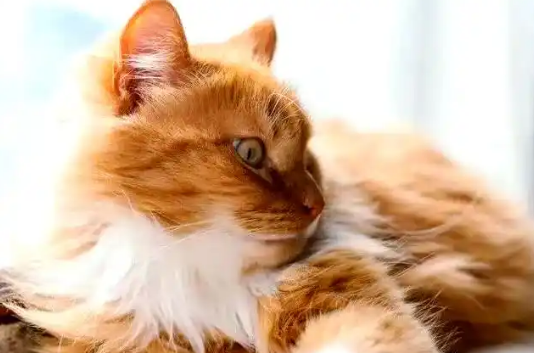 猫咪总睡床是缺乏安全感吗 猫咪总睡床是缺乏安全感吗