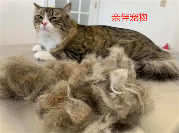 亲伴宠物线下活动有哪些 亲伴宠物线下活动有哪些
