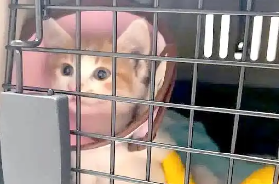 宠物猫骨折康复照引发热议:笑中带泪的瞬间与背后的思考 宠物猫骨折康复照引发热议:笑中带泪的瞬间与背后的思考
