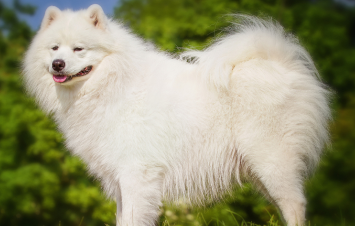 细解“微笑天使”萨摩耶犬的优缺点,到底讨人喜欢吗? 细解“微笑天使”萨摩耶犬的优缺点,到底讨人喜欢吗?