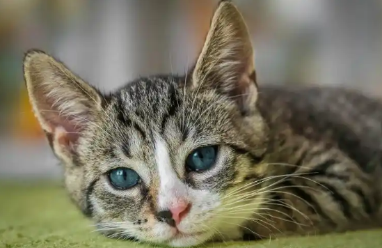 如何判断猫咪是浅睡还是深度睡眠