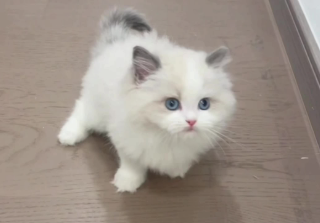 寄养的猫不吃饭怎么办 寄养的猫不吃饭怎么办