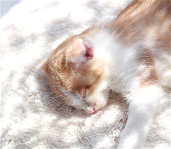 宠物猫抽搐了奄奄一息了怎么办