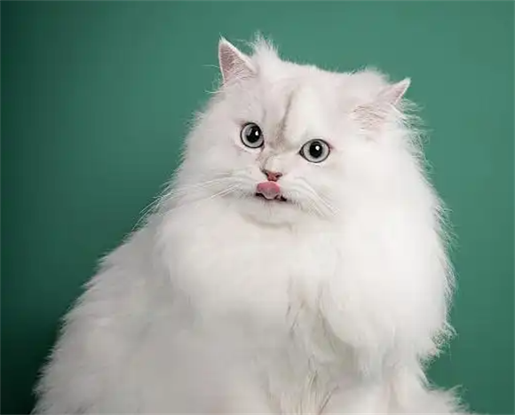 金吉拉：集优雅与温顺于一身的中高端优质猫咪
