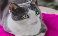 猫肠炎便血会自愈吗