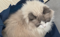 猫咪抑郁症的表现与解决方法