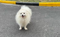 狗鼻子流清水是怎么回事吃什么药