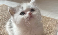 猫虱子是怎么产生的原因