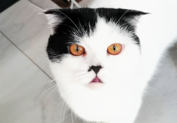 猫刚到家怎么适应新家 猫刚到家怎么适应新家
