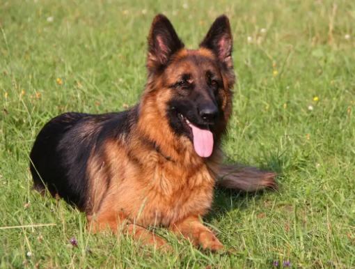 东德牧羊犬和西德牧羊犬区别 东德牧羊犬和西德牧羊犬区别