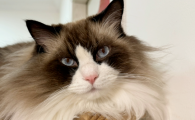 猫咪乳腺增生症状表现