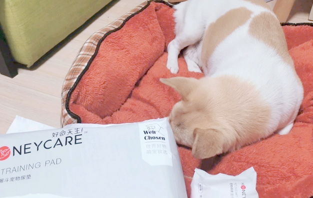 狗尿垫品牌推荐吸水性好的：好命天生用实力守护家居洁净