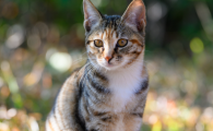 猫咪缺钙的症状