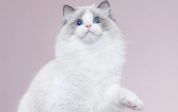 布偶猫绝育后发烧怎么办?这里有应急处理与护理 布偶猫绝育后发烧怎么办?这里有应急处理与护理