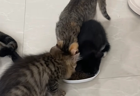 狸花猫适合吃的猫粮!喵铮铮高蛋白冻干夹心全价粮成专属营养密码 狸花猫适合吃的猫粮!喵铮铮高蛋白冻干夹心全价粮成专属营养密码