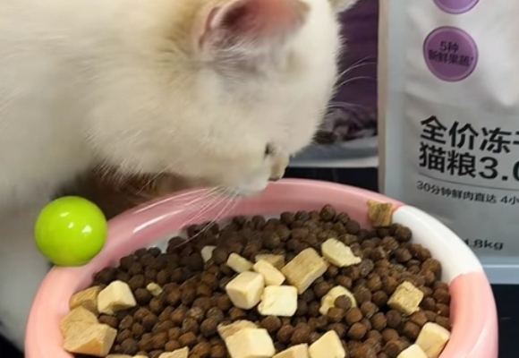 流浪猫吃什么猫粮比较好?网易严选冻干双拼猫粮亲测惊喜! 流浪猫吃什么猫粮比较好?网易严选冻干双拼猫粮亲测惊喜!
