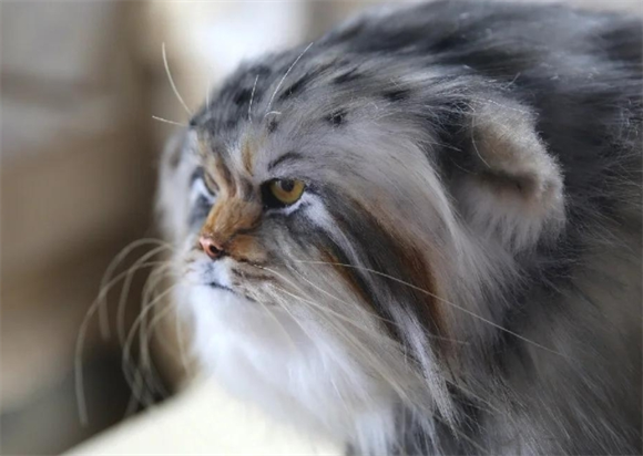 帕拉斯猫为什么被禁养呢? 帕拉斯猫为什么被禁养呢?