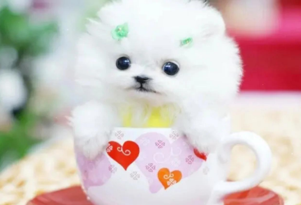 茶杯犬尴尬期长啥样？成长必经的“丑小鸭”阶段