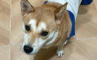狗狗生产前几天有什么反应