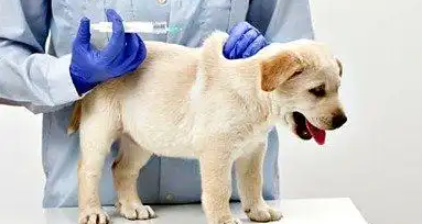 狗狗幼犬疫苗怎么打