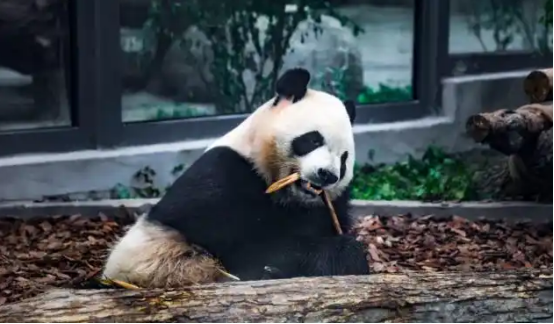 大熊猫兄弟亮相哈尔滨文旅增添“新顶流”