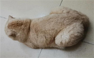 猫猫食欲不好可以喂什么药