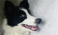狗狗拉黑稀便怎么回事