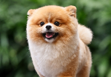 “毛孩子经济”热潮涌动,宠物智能科技爆发式增长 “毛孩子经济”热潮涌动,宠物智能科技爆发式增长