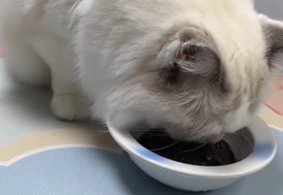 夏季补水新宠!领先猫咪主食猫罐头打造猫咪版米其林餐厅 夏季补水新宠!领先猫咪主食猫罐头打造猫咪版米其林餐厅