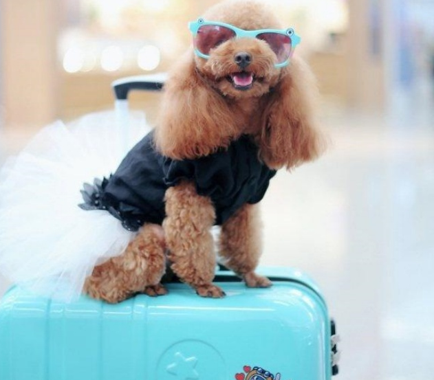 携宠出游成时尚 “人宠和谐”引关注 携宠出游成时尚 “人宠和谐”引关注