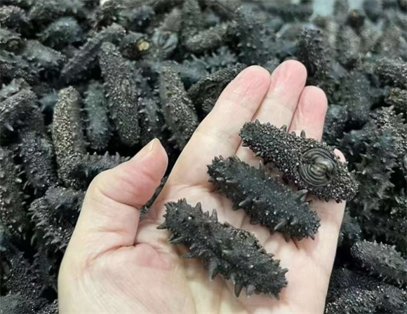 干海参都是处理好了的吗 干海参都是处理好了的吗