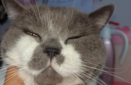 猫流感症状怎么治