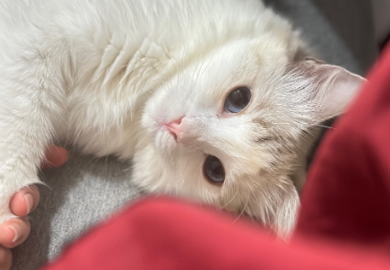猫光喝水不吃饭怎么办 猫光喝水不吃饭怎么办