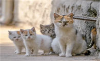 猫圆线虫病的预防措施