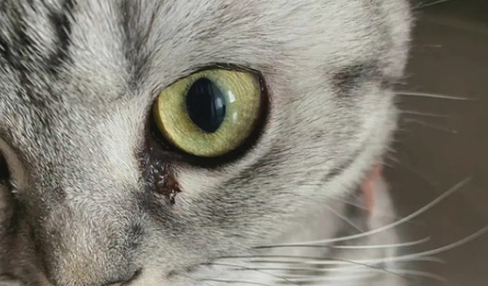 小猫为什么会有眼屎