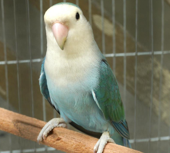 牡丹鹦鹉的小脑袋里藏着 “智慧”?相当于人类几岁智商大揭秘! 牡丹鹦鹉的小脑袋里藏着 “智慧”?相当于人类几岁智商大揭秘!