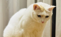 猫不用猫砂盆乱拉拉屎