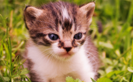 猫咪缺钙吃什么