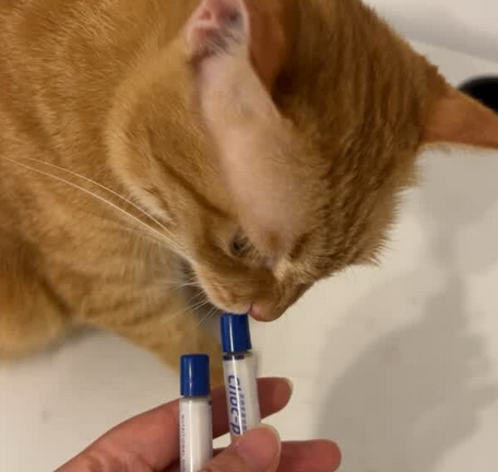 爱宠欣巧克力膏宠物什么作用