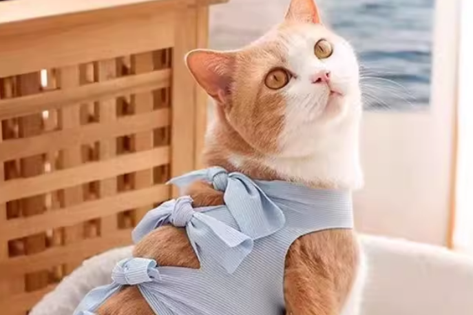思韵甜宠物绝育服：术后宠物的贴心守护天使