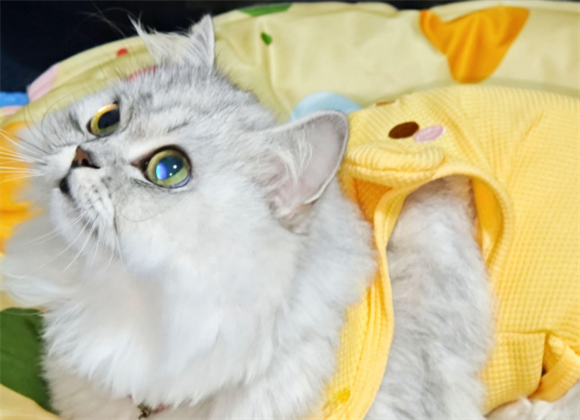 猫咪尿道改造后还会尿闭吗 猫咪尿道改造后还会尿闭吗