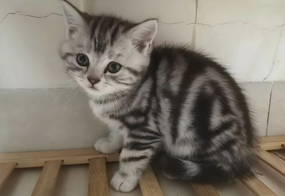 虎斑猫适合吃什么猫粮？许愿仔让毛孩子“吃好睡好不掉毛”