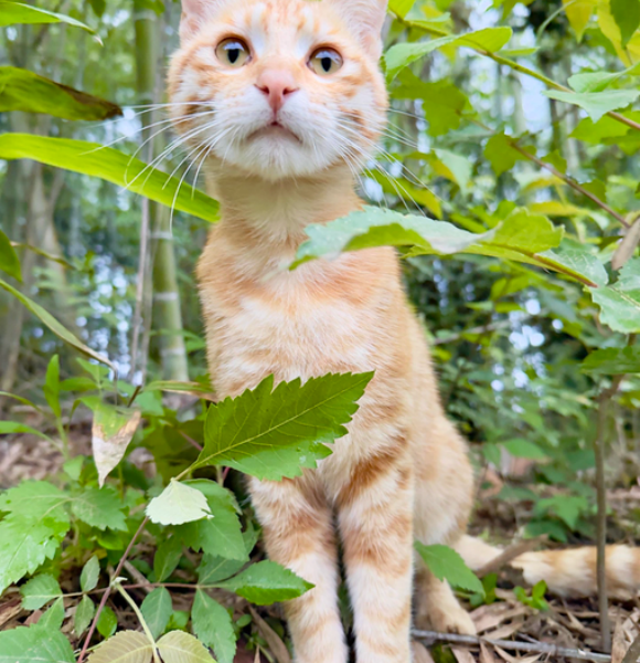 安全健康的猫粮如何选?蓝氏猎鸟乳鸽猫粮成品质咪咪首选 安全健康的猫粮如何选?蓝氏猎鸟乳鸽猫粮成品质咪咪首选